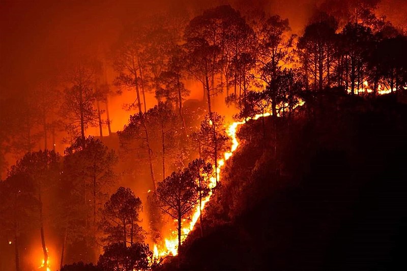 Forest fires: What is the planned breeder forward in 2021?